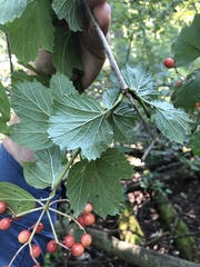Viburnum opulus opulus