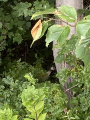 Numida meleagris domesticus