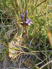 Gentianella