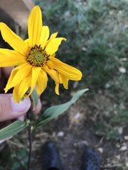 Helianthus tuberosus