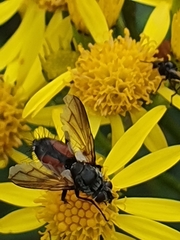 Eriothrix rufomaculata