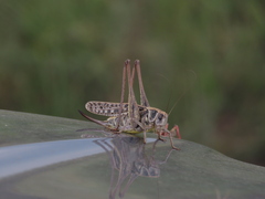 Decticus verrucivorus