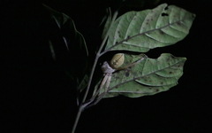 Olios