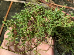 Callitriche palustris