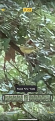 Vireo griseus