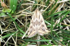 Pyraustini