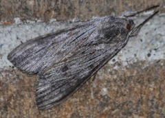 Cucullia intermedia