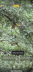 Vireo griseus