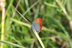 Lycaena dispar
