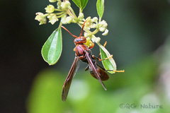 Polistes jokahamae