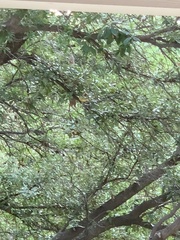 Vireo griseus
