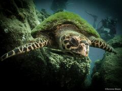 Eretmochelys imbricata