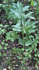 Vincetoxicum hirundinaria