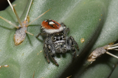 Phidippus carneus