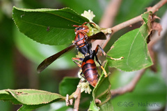 Polistes jokahamae