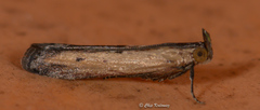 Elasmopalpus lignosella