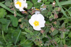 Cistus salviifolius