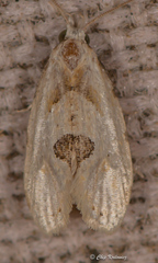 Aethes angustana