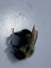 Bombus vagans