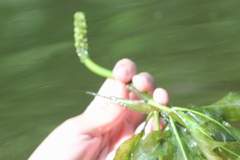 Potamogeton lucens