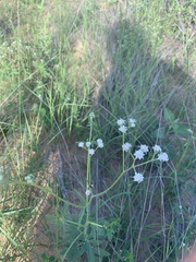 Florestina tripteris