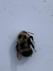 Bombus vagans
