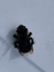 Bombus vagans