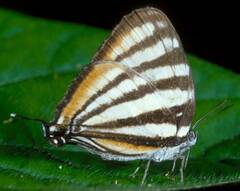 Arawacus lincoides