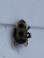 Bombus vagans