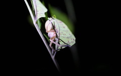 Olios