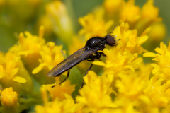 Bibionidae