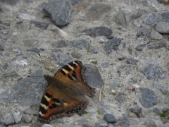 Aglais caschmirensis