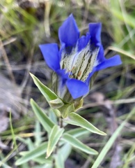 Gentiana parryi