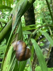 Polydontes luquillensis