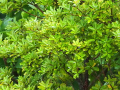 Machilus obovatifolia
