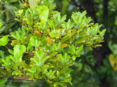 Machilus obovatifolia