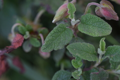 Cistus salviifolius