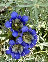 Gentiana parryi