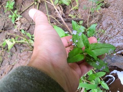 Veronica americana