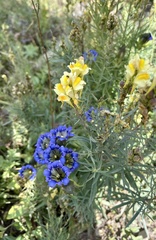 Gentiana parryi