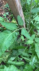 Solanum lycopersicum