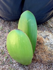 Haemanthus amarylloides