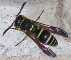 Ancistrocerus catskill