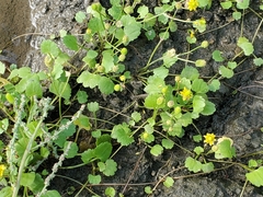 Halerpestes cymbalaria