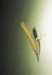 Fissicrambus mutabilis