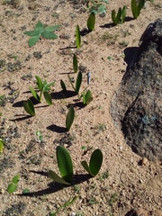 Haemanthus amarylloides