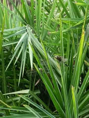 Orthetrum sabina