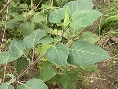 Datura