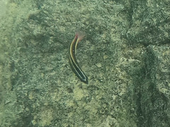 Thalassoma lucasanum