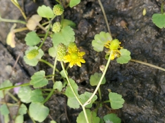 Halerpestes cymbalaria